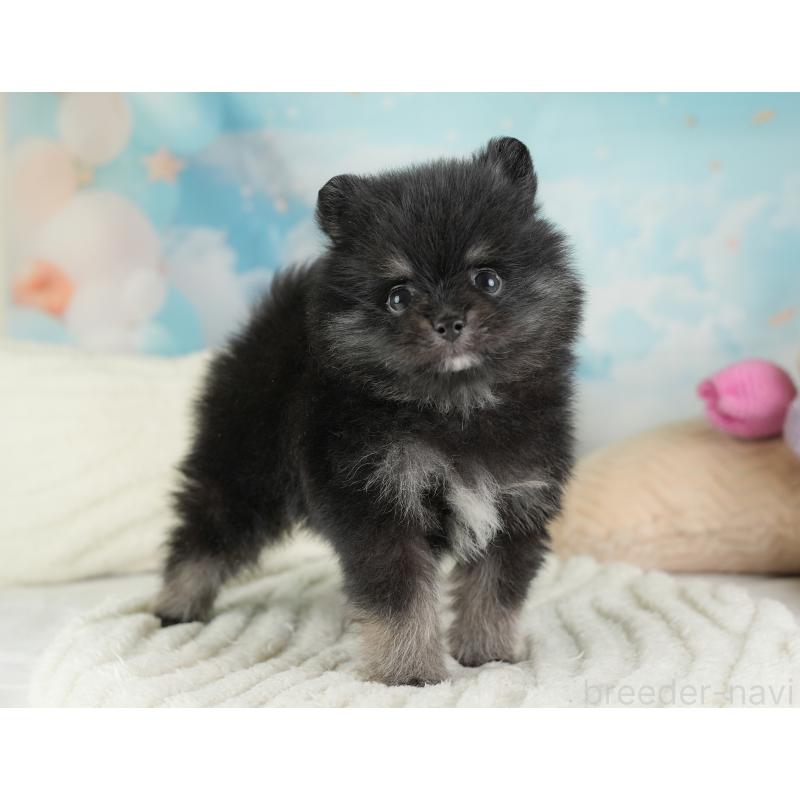 販売中の埼玉県のポメラニアン-448148の18枚目