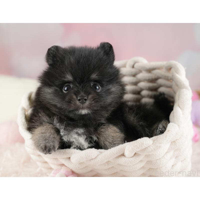 販売中の埼玉県のポメラニアン-448148の17枚目