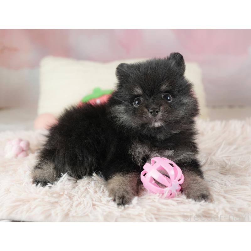 販売中の埼玉県のポメラニアン-448148の16枚目