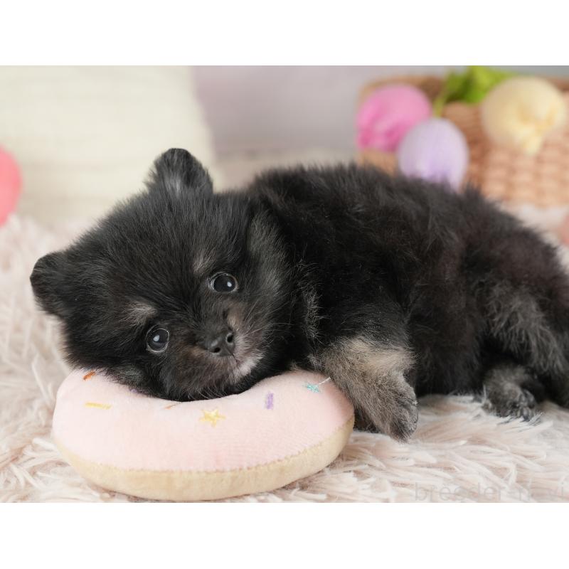 販売中の埼玉県のポメラニアン-448148の15枚目