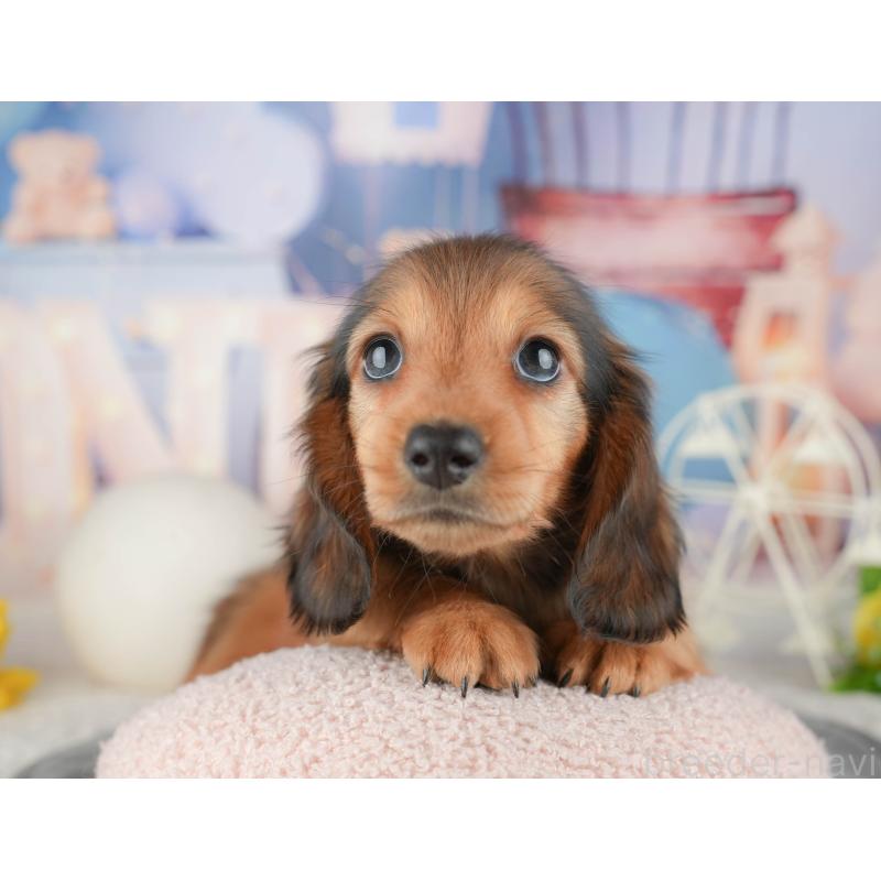 販売中の千葉県のミニチュアダックスフンド(ロングヘアード)-448247