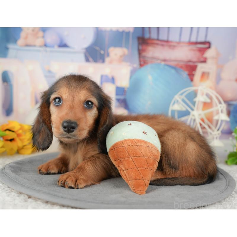 販売中の千葉県のミニチュアダックスフンド(ロングヘアード)-448247の9枚目