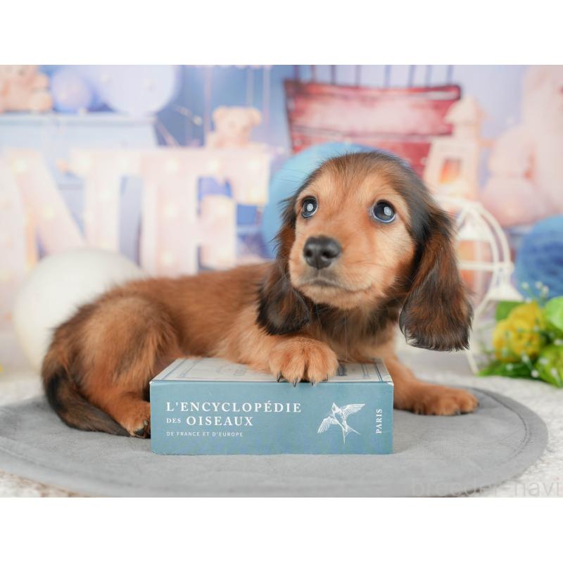 販売中の千葉県のミニチュアダックスフンド(ロングヘアード)-448247の6枚目