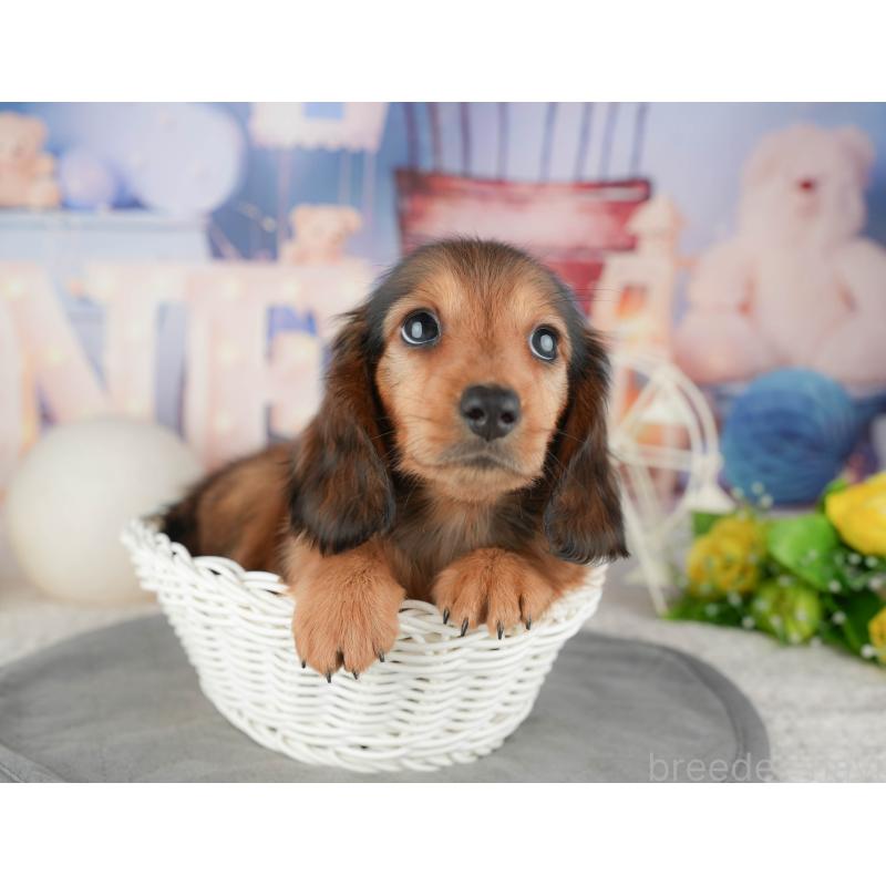 販売中の千葉県のミニチュアダックスフンド(ロングヘアード)-448247の5枚目