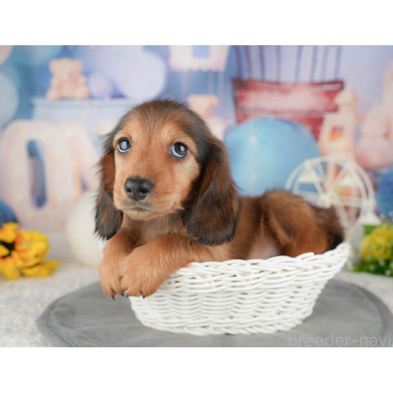 販売中の千葉県のミニチュアダックスフンド(ロングヘアード)-448247の4枚目