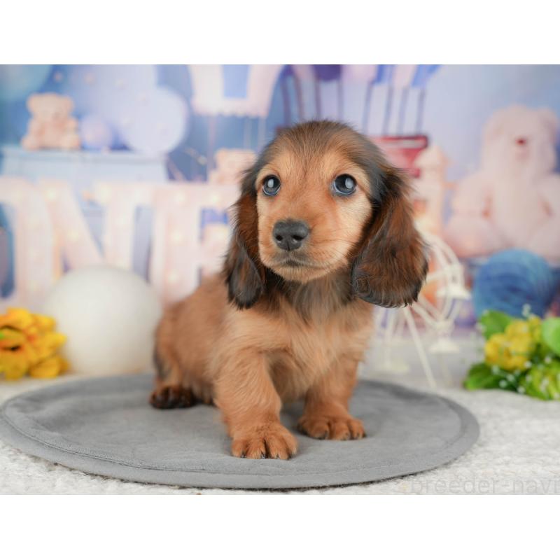 販売中の千葉県のミニチュアダックスフンド(ロングヘアード)-448247の3枚目