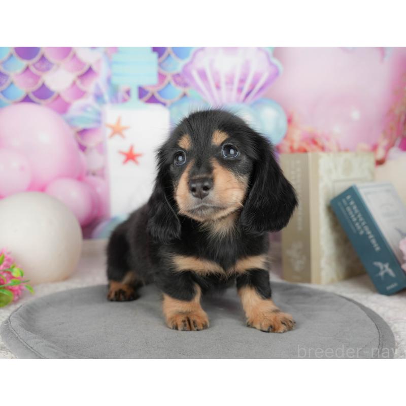 販売中の千葉県のミニチュアダックスフンド(ロングヘアード)-448217