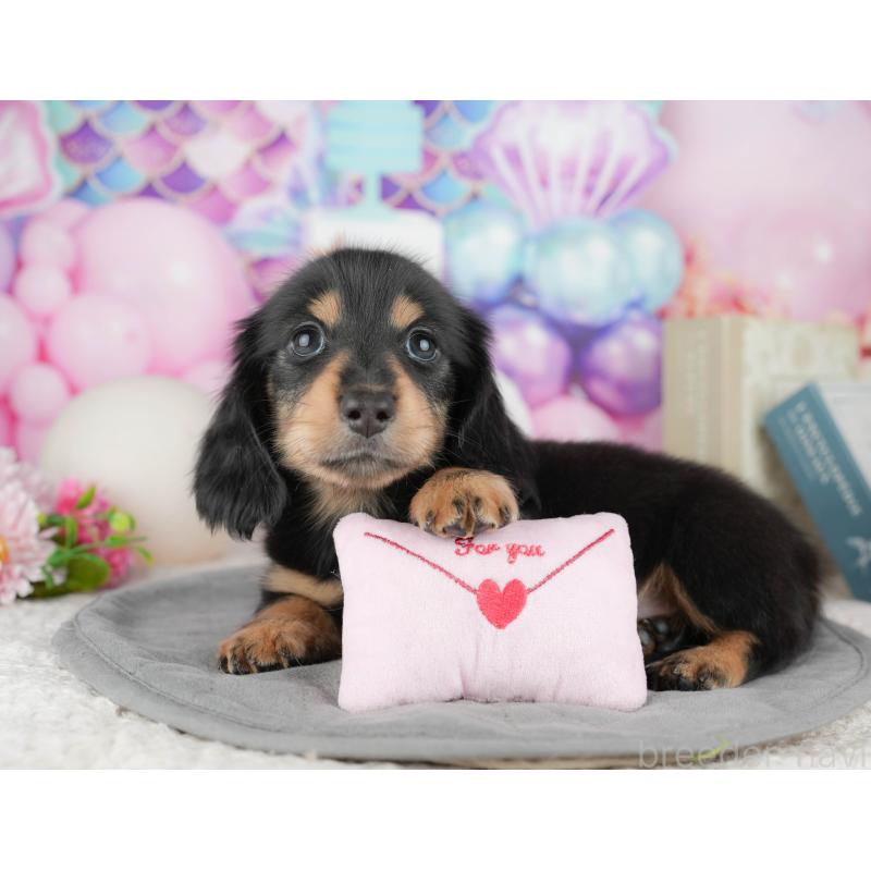 販売中の千葉県のミニチュアダックスフンド(ロングヘアード)-448217の11枚目