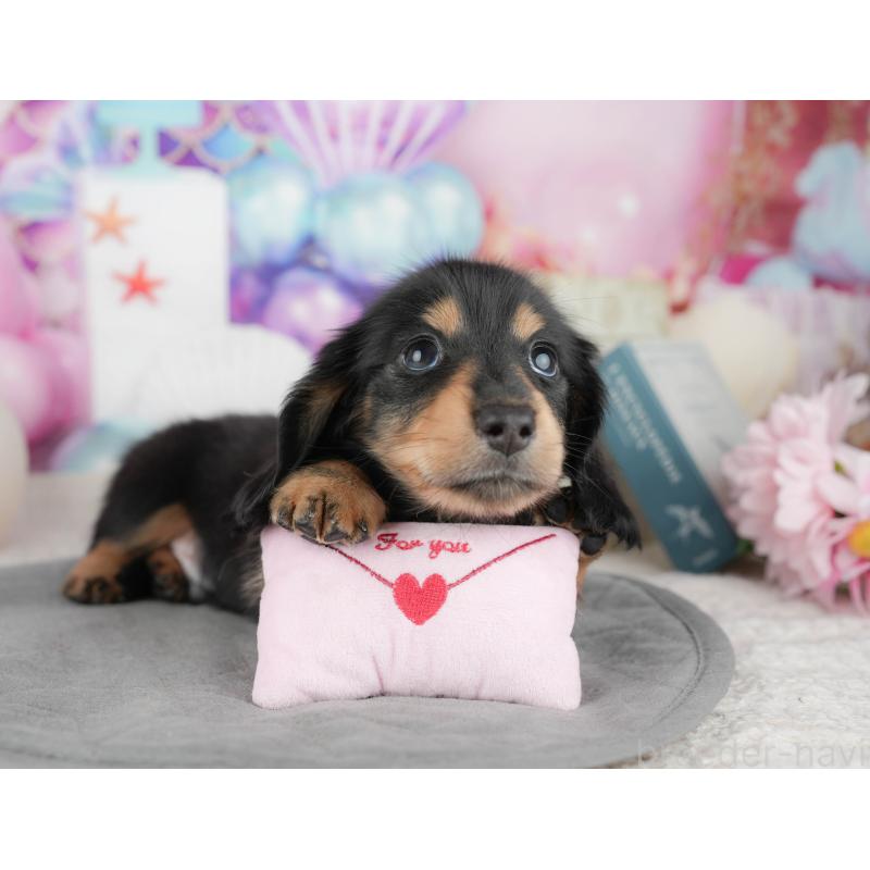 販売中の千葉県のミニチュアダックスフンド(ロングヘアード)-448217の10枚目