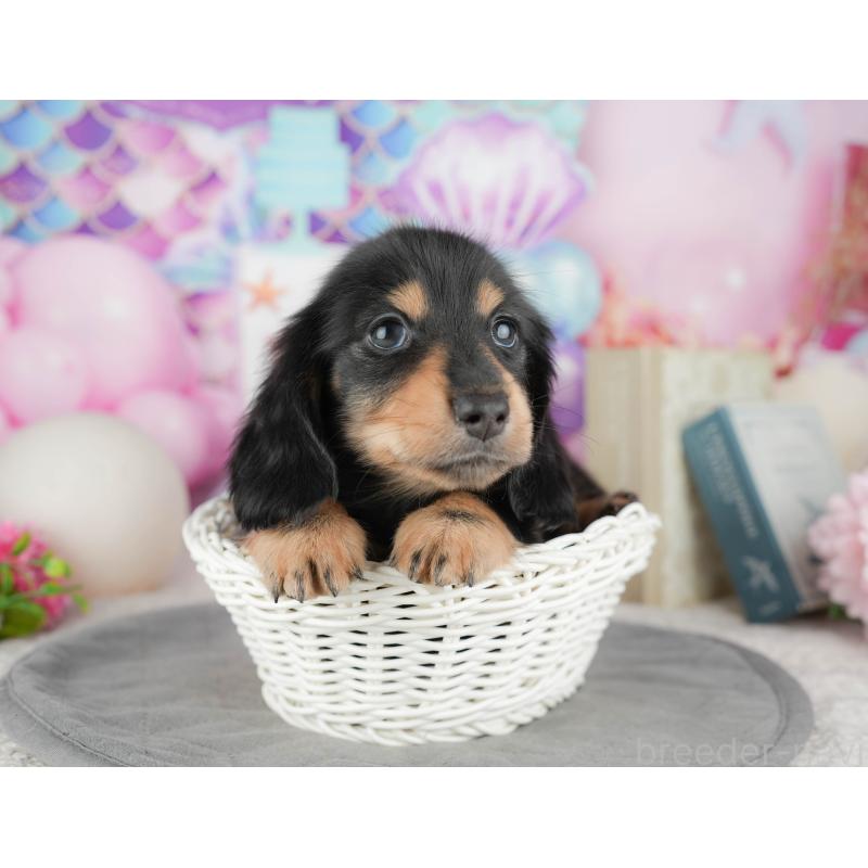 販売中の千葉県のミニチュアダックスフンド(ロングヘアード)-448217の9枚目