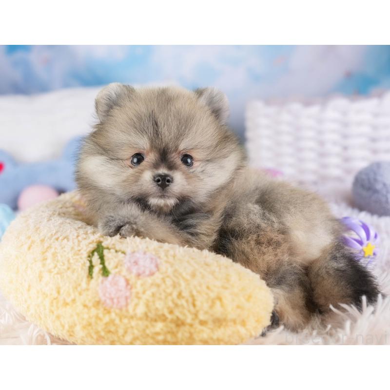 販売中の埼玉県のポメラニアン-448142の21枚目