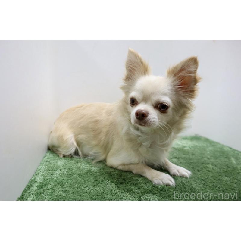 ポポちゃん1枚目