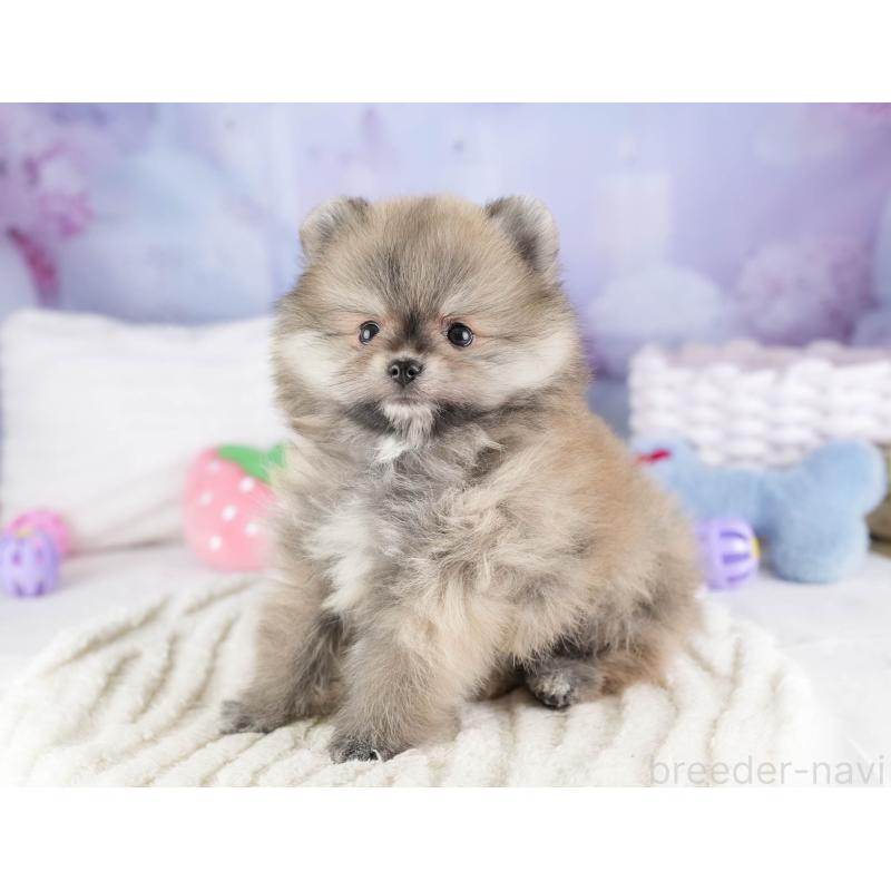 販売中の埼玉県のポメラニアン-448142の20枚目