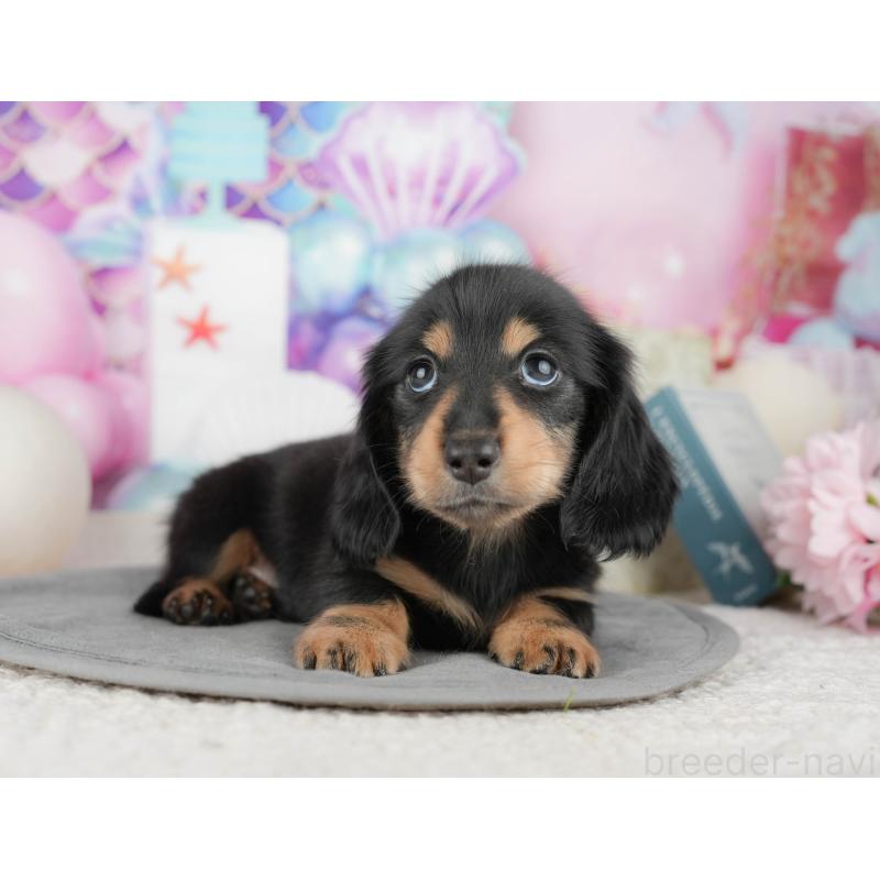 販売中の千葉県のミニチュアダックスフンド(ロングヘアード)-448217の6枚目