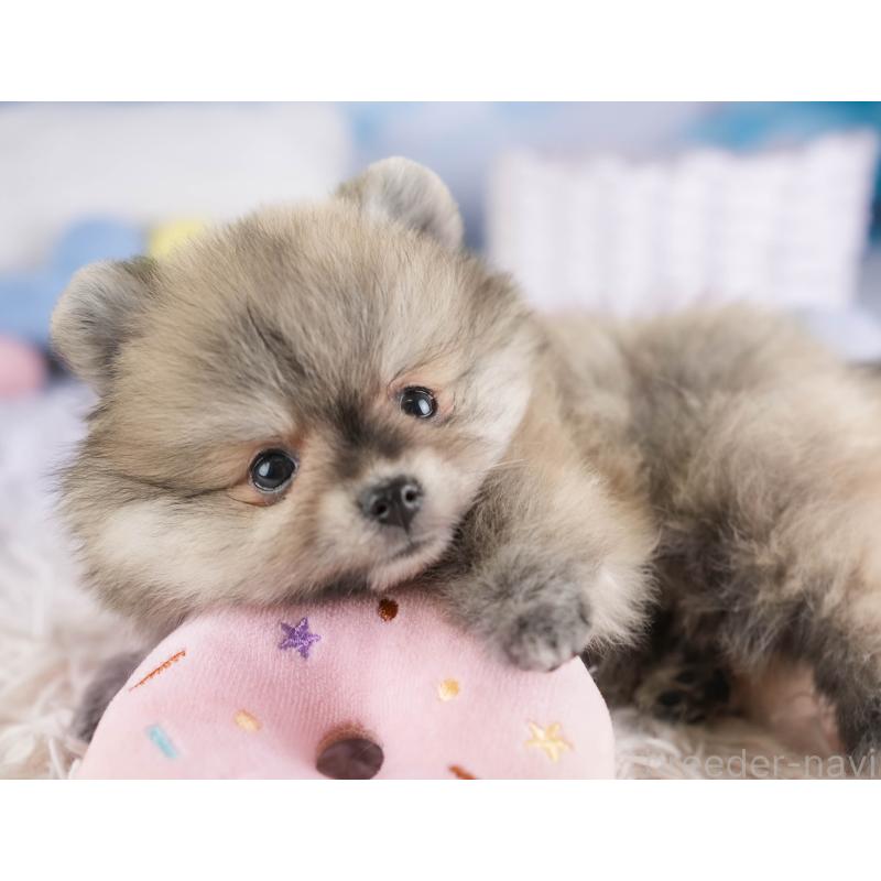 販売中の埼玉県のポメラニアン-448142の19枚目