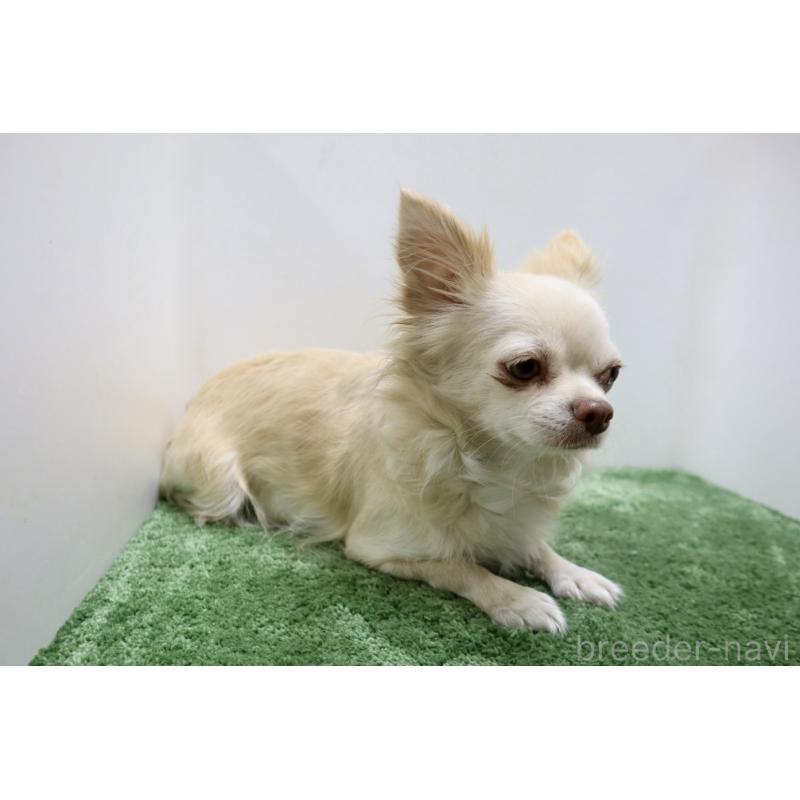 ポポちゃん1枚目