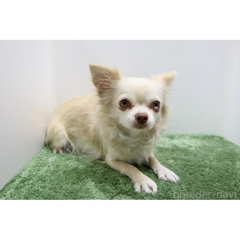 ポポちゃん1枚目