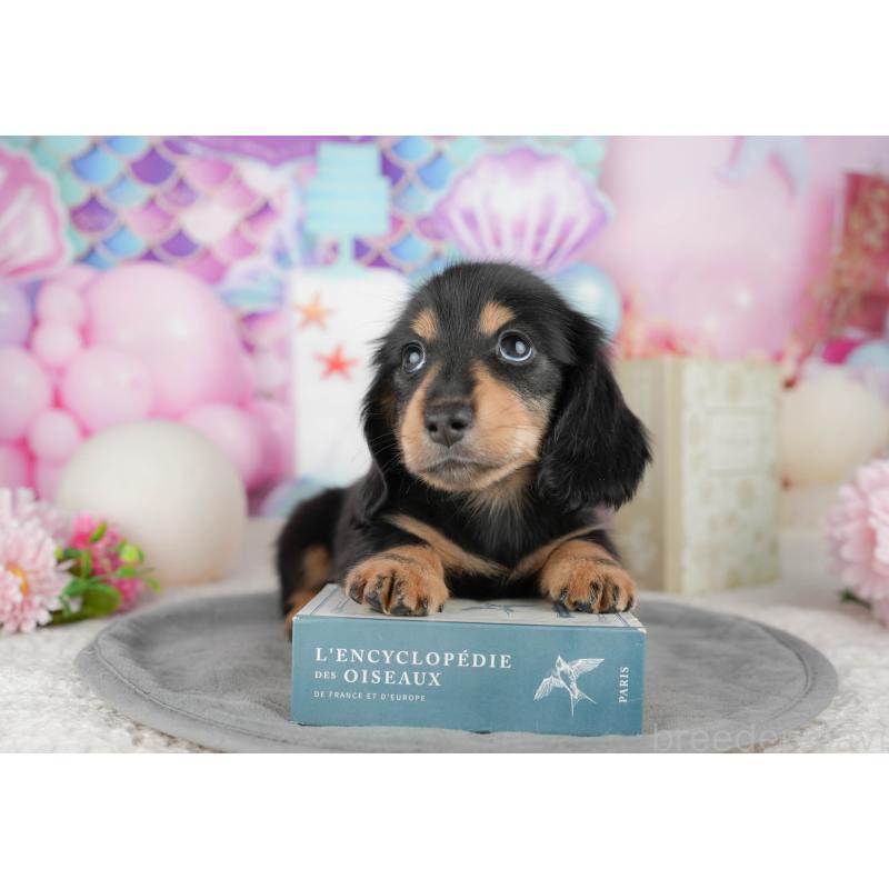 販売中の千葉県のミニチュアダックスフンド(ロングヘアード)-448217の5枚目