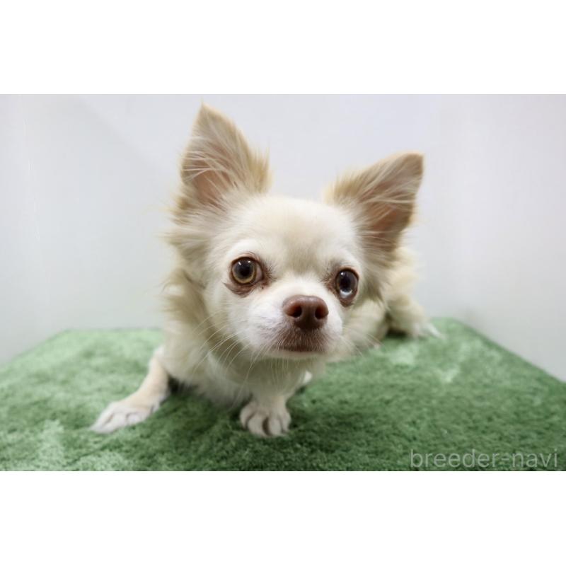 ポポちゃん1枚目