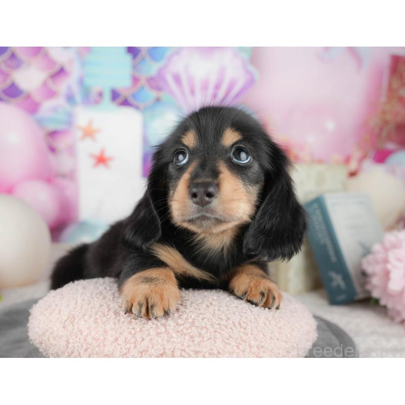 販売中の千葉県のミニチュアダックスフンド(ロングヘアード)-448217の4枚目