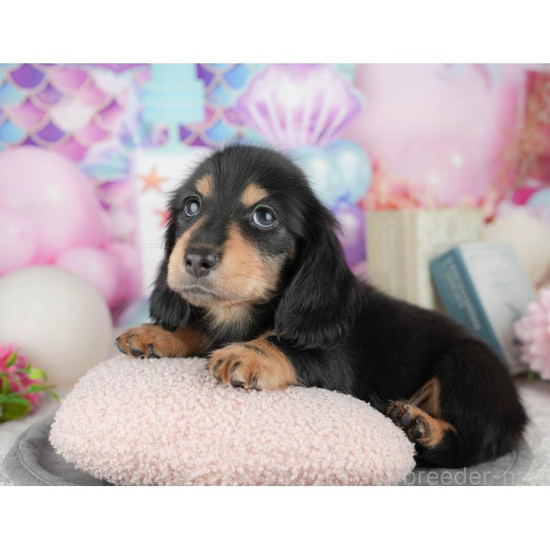 販売中の千葉県のミニチュアダックスフンド(ロングヘアード)-448217の3枚目