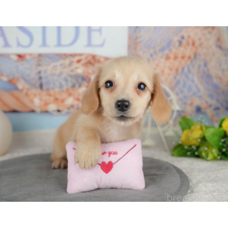 販売中の千葉県のミニチュアダックスフンド(ロングヘアード)-448212