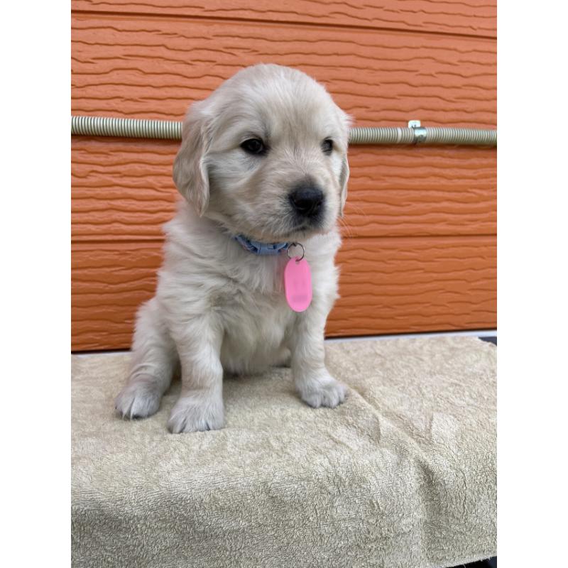 販売中の茨城県のゴールデンレトリーバー-447942の8枚目