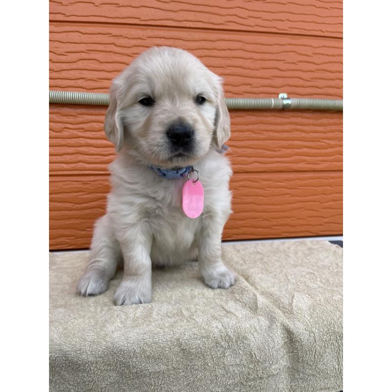 販売中の茨城県のゴールデンレトリーバー-447942の9枚目