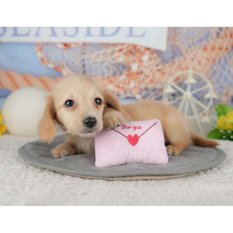 販売中の千葉県のミニチュアダックスフンド(ロングヘアード)-448212の11枚目