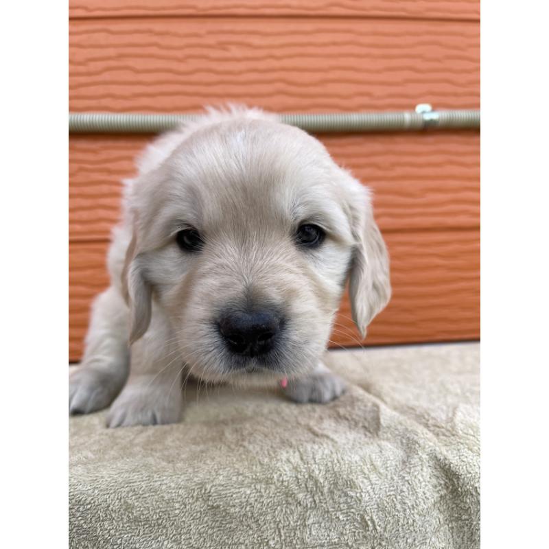 販売中の茨城県のゴールデンレトリーバー-447942の6枚目