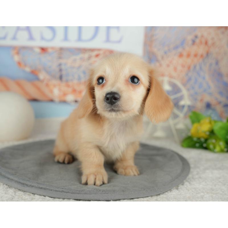 販売中の千葉県のミニチュアダックスフンド(ロングヘアード)-448212の10枚目