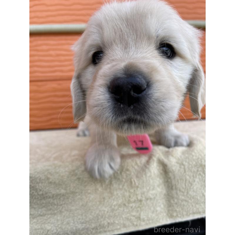 販売中の茨城県のゴールデンレトリーバー-447942の4枚目