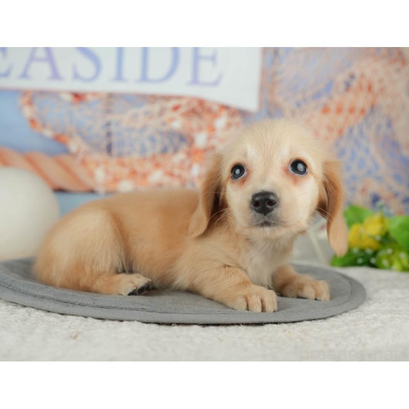 販売中の千葉県のミニチュアダックスフンド(ロングヘアード)-448212の9枚目