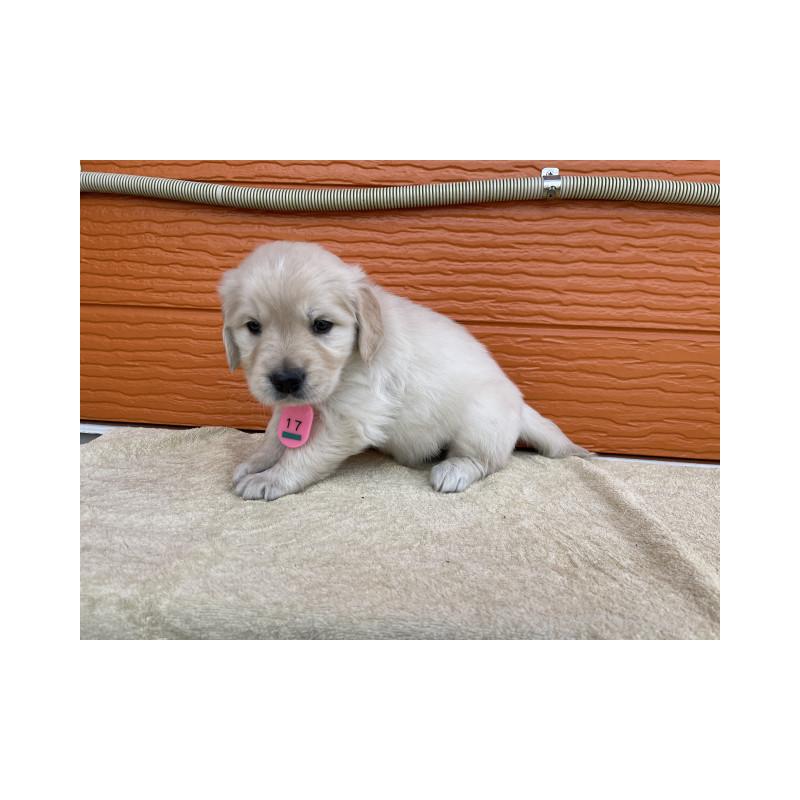 販売中の茨城県のゴールデンレトリーバー-447942の3枚目