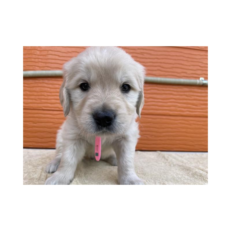 販売中の茨城県のゴールデンレトリーバー-447942の2枚目