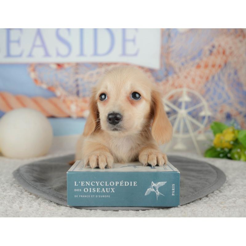 販売中の千葉県のミニチュアダックスフンド(ロングヘアード)-448212の8枚目