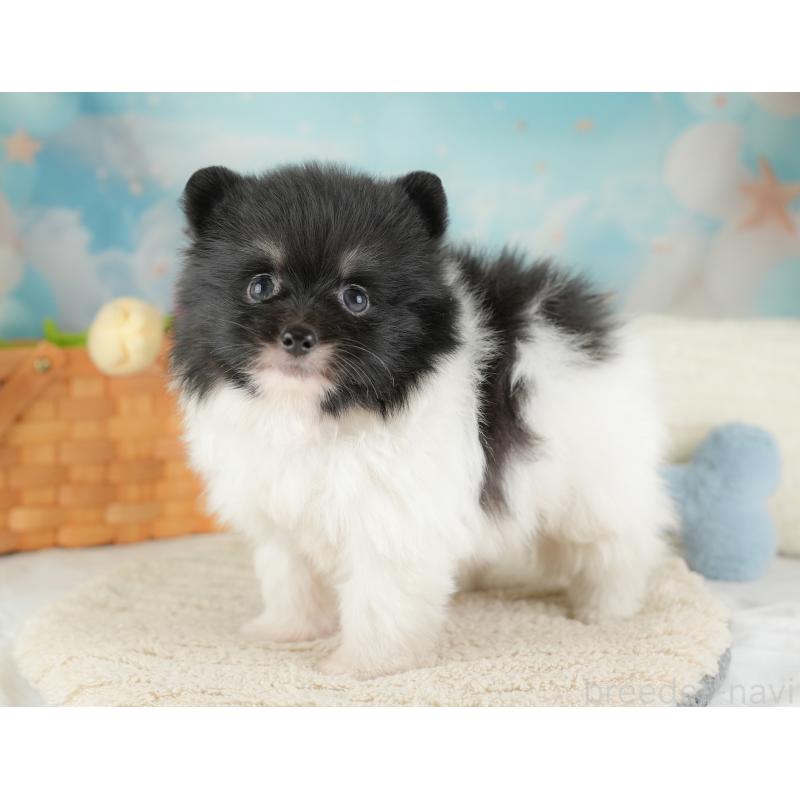 販売中の埼玉県のポメラニアン-448137の21枚目