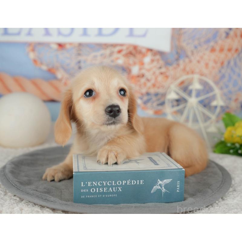 販売中の千葉県のミニチュアダックスフンド(ロングヘアード)-448212の7枚目