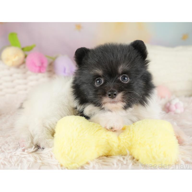 販売中の埼玉県のポメラニアン-448137の19枚目