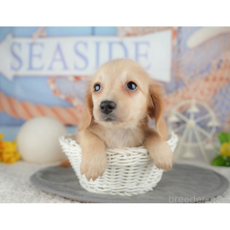 販売中の千葉県のミニチュアダックスフンド(ロングヘアード)-448212の6枚目