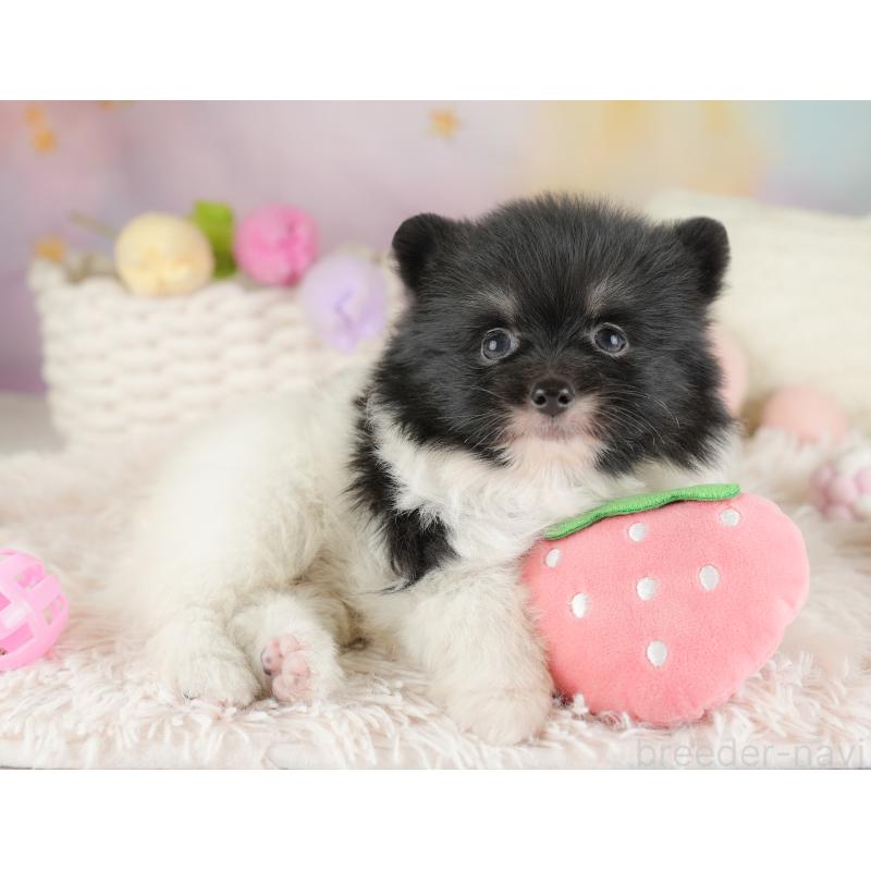 販売中の埼玉県のポメラニアン-448137の18枚目