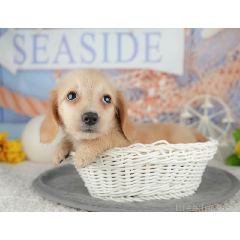 販売中の千葉県のミニチュアダックスフンド(ロングヘアード)-448212の5枚目