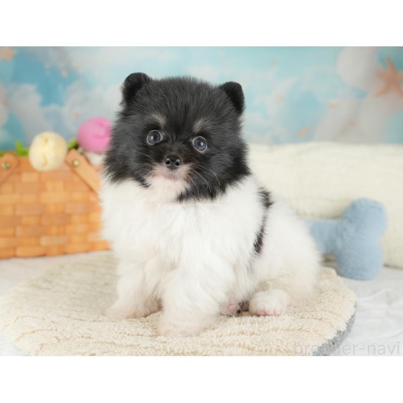 販売中の埼玉県のポメラニアン-448137の17枚目