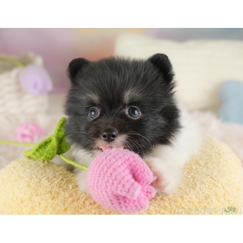 販売中の埼玉県のポメラニアン-448137の16枚目