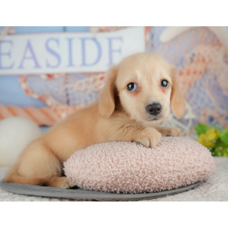 販売中の千葉県のミニチュアダックスフンド(ロングヘアード)-448212の3枚目