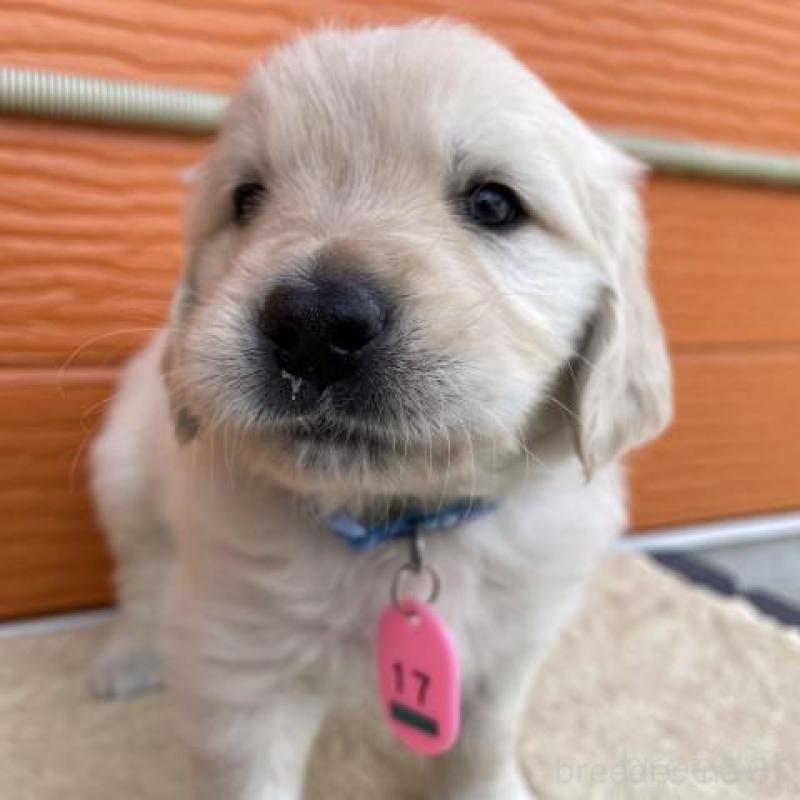 販売中の茨城県のゴールデンレトリーバー-447942の1枚目