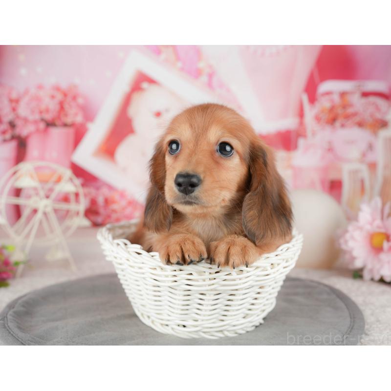 販売中の千葉県のミニチュアダックスフンド(ロングヘアード)-448211の1枚目