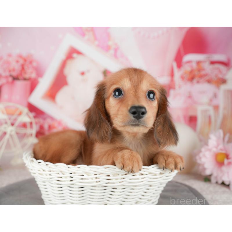 販売中の千葉県のミニチュアダックスフンド(ロングヘアード)-448211の11枚目