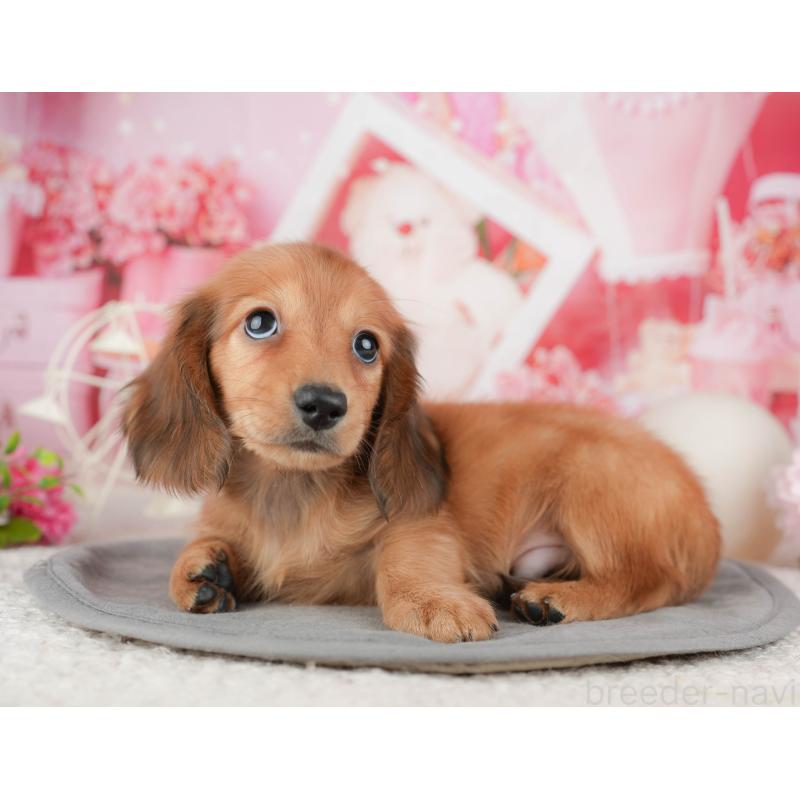 販売中の千葉県のミニチュアダックスフンド(ロングヘアード)-448211の9枚目