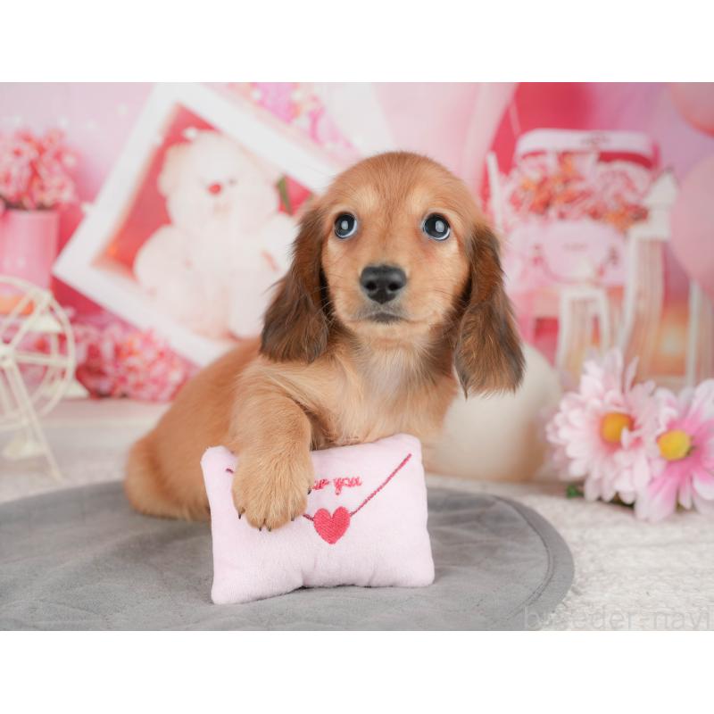 販売中の千葉県のミニチュアダックスフンド(ロングヘアード)-448211の8枚目